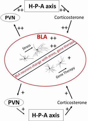 Neuronal Plasticity in the Amygdala Following Predator Stress Exposure